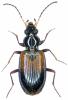 Bembidion ripicola